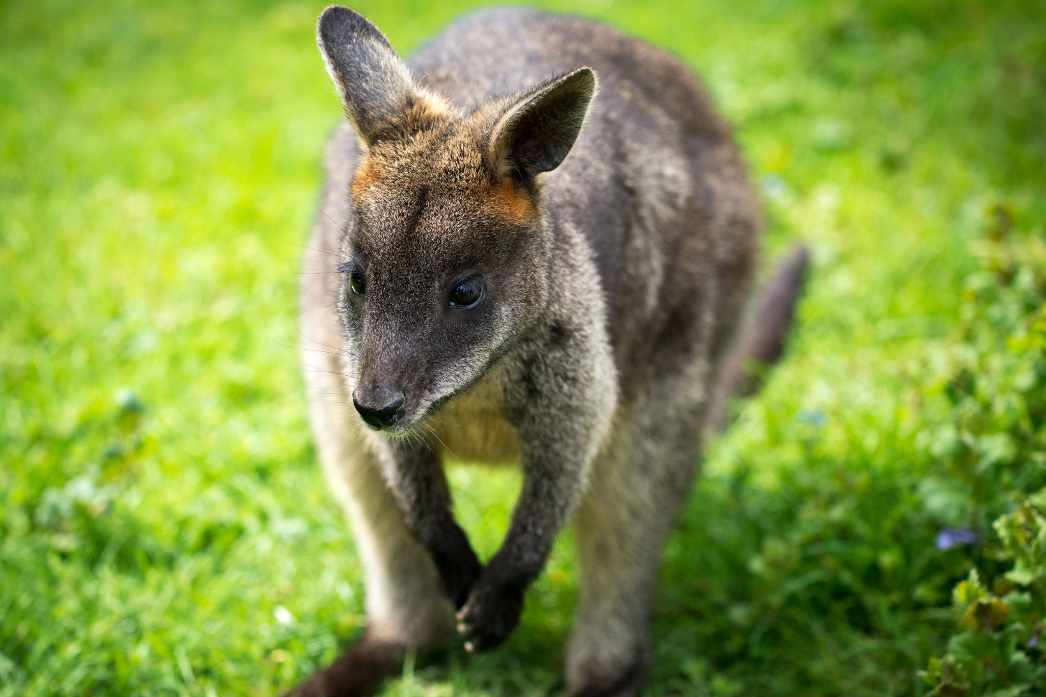 agile wallaby