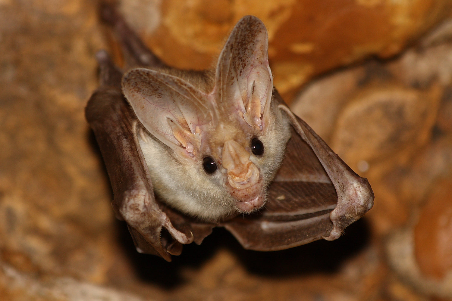 ghost bat - img https://www.australianwildlife.org/