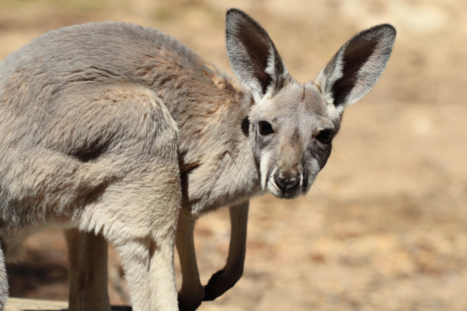 kangaroo joey