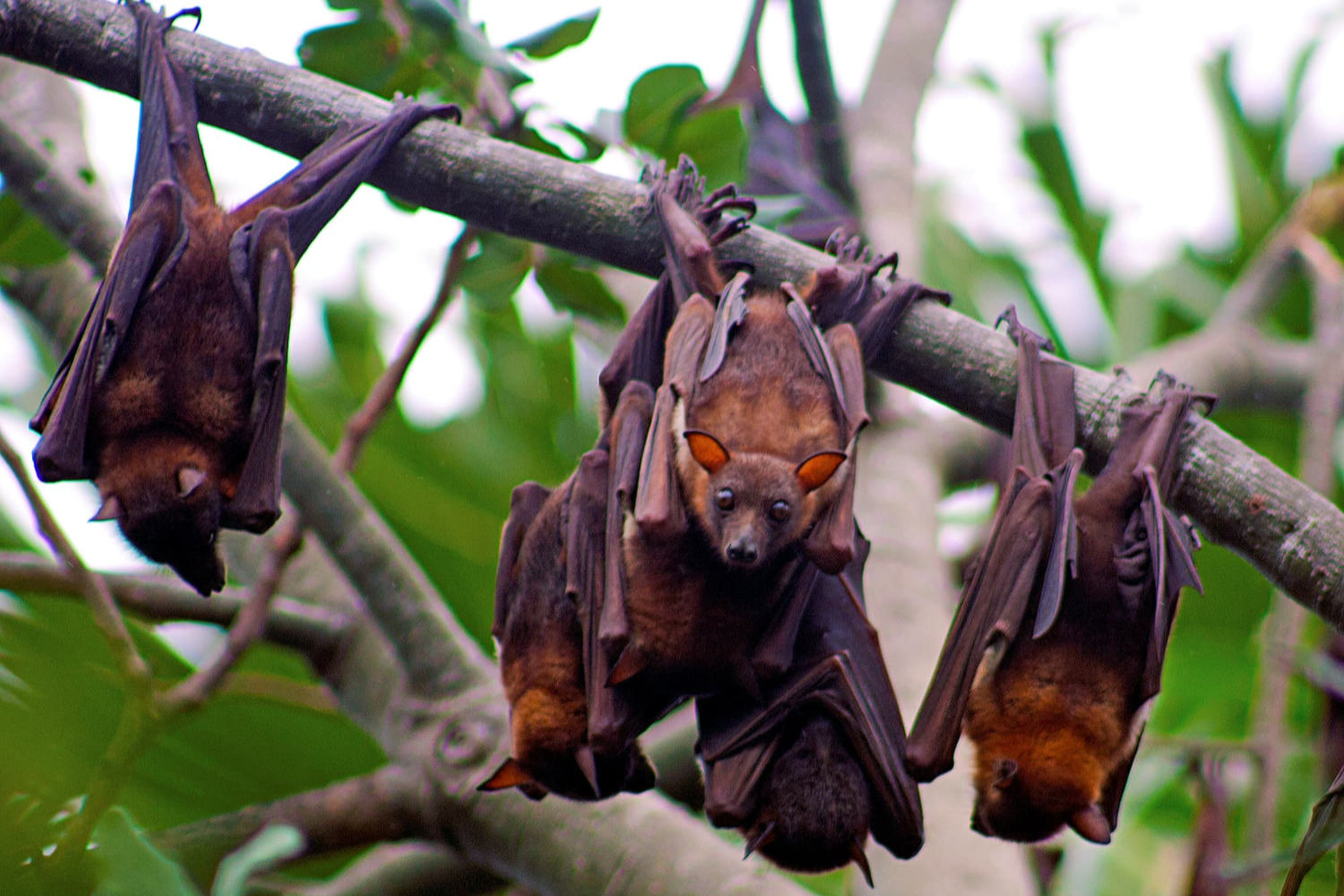 little-red-flying-fox-pteropus-scapulatus