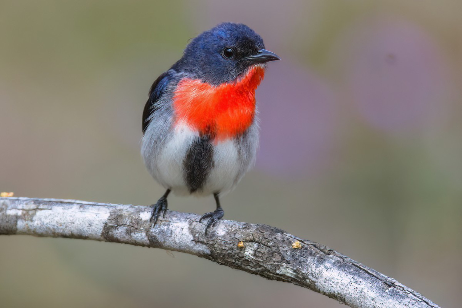 mistletoe-bird Image: Nik Mulconray