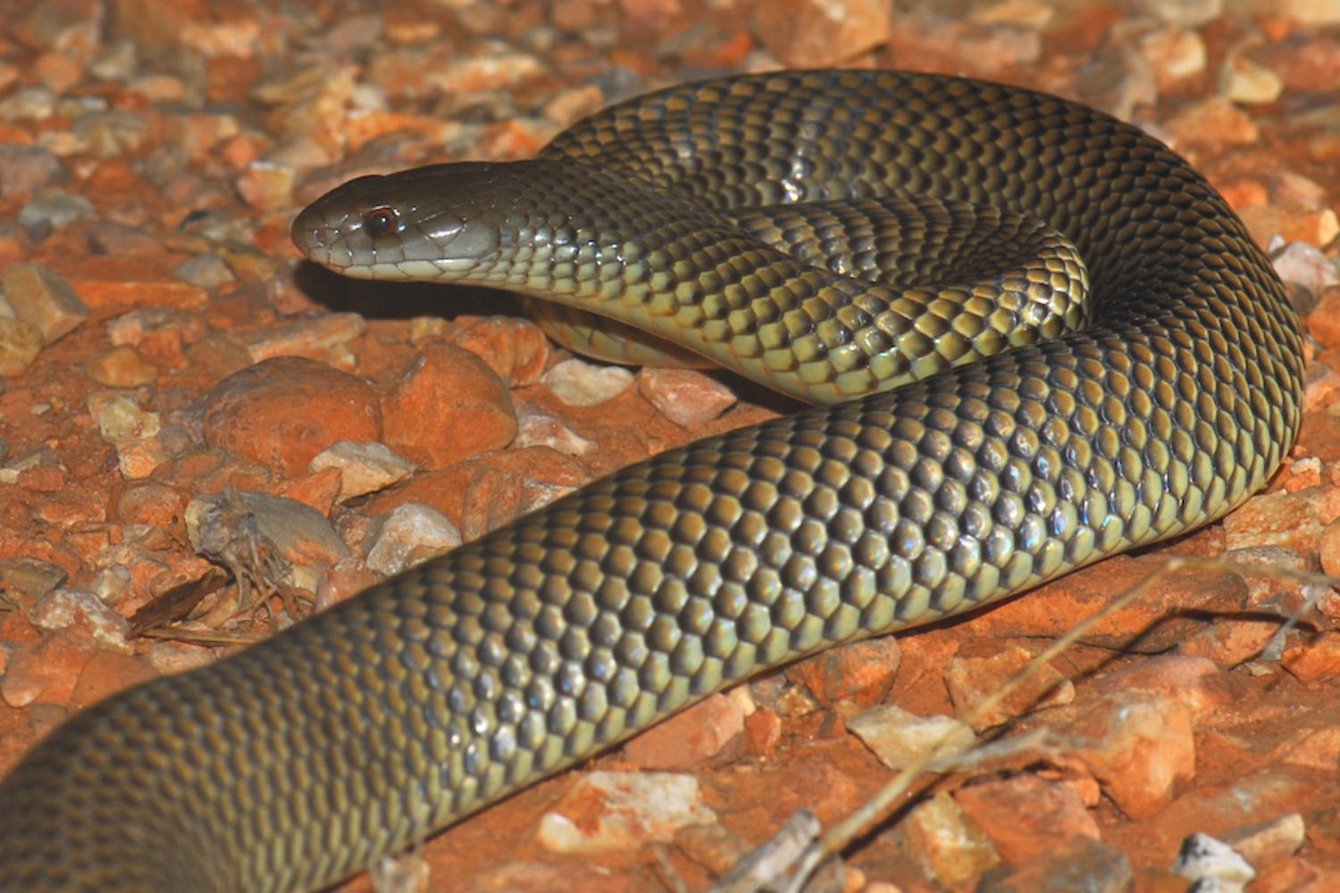 Mulga snake (Pseudechis australis)