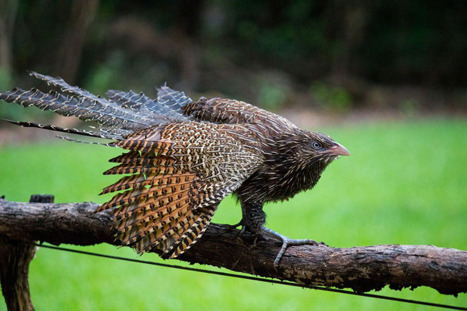 pheasant-coucal Image credit: Krystal Huff, Territory Wildlife Park