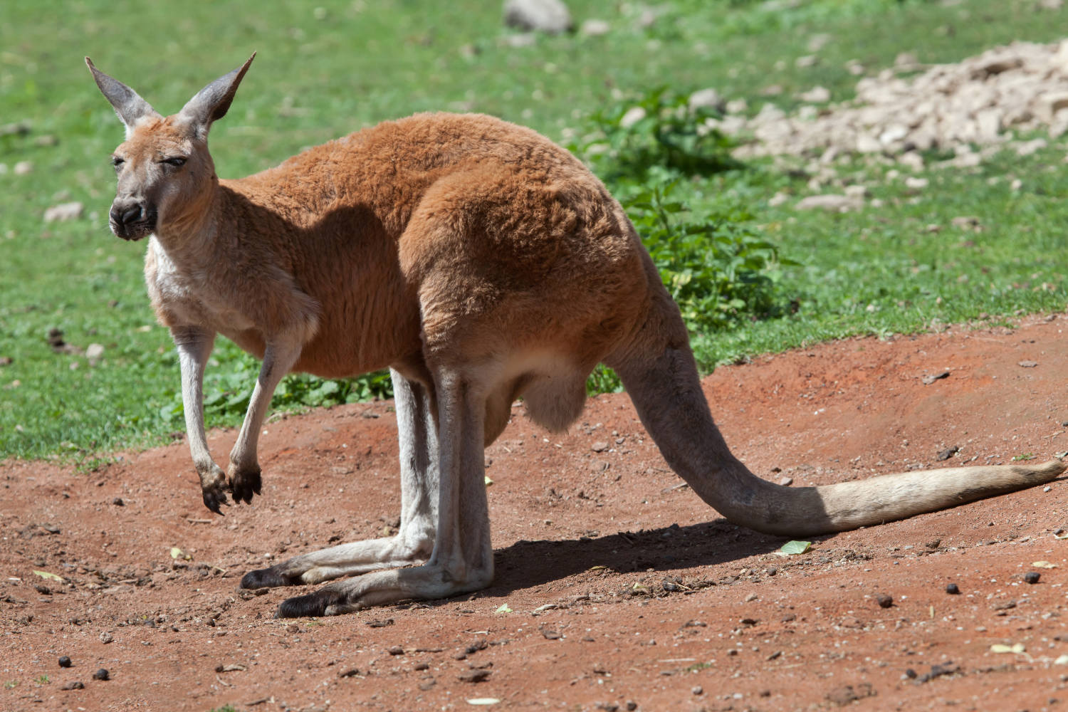 Red Kangaroo