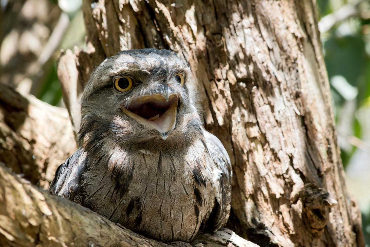 tawny frogmouth
