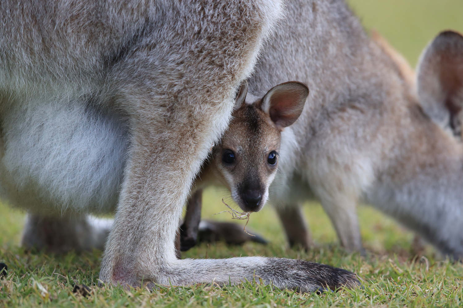 red-necked wallaby